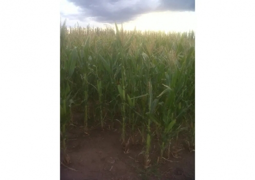 Campo De 93 Hs En Soitue, Mendoza.