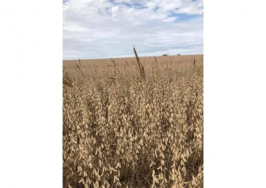 Campo De 90 Ha En Nogoya Don Cristobal Sur, Entre Ríos