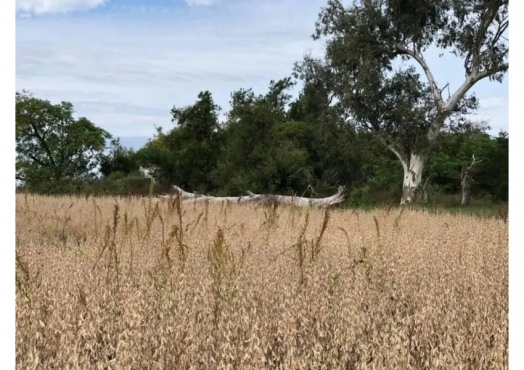 Campo De 90 Ha En Nogoya Don Cristobal Sur, Entre Ríos