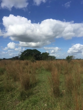 Venta Campo San Luis Del Palmar Corrientes