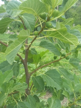 Excelente Finca En Andalgalá, Catamarca