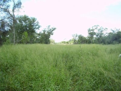 CAMPO GANADERO / FORESTAL - 524 HECTAREAS (CHACO)