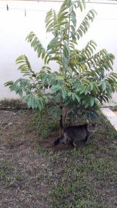 Casa de Condomínio com 4 Quartos e 4 banheiros à Venda, 260 m²