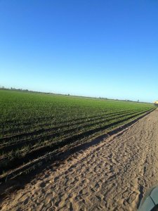 Dueño Vende Fantastica Finca Agrícola/ganadera